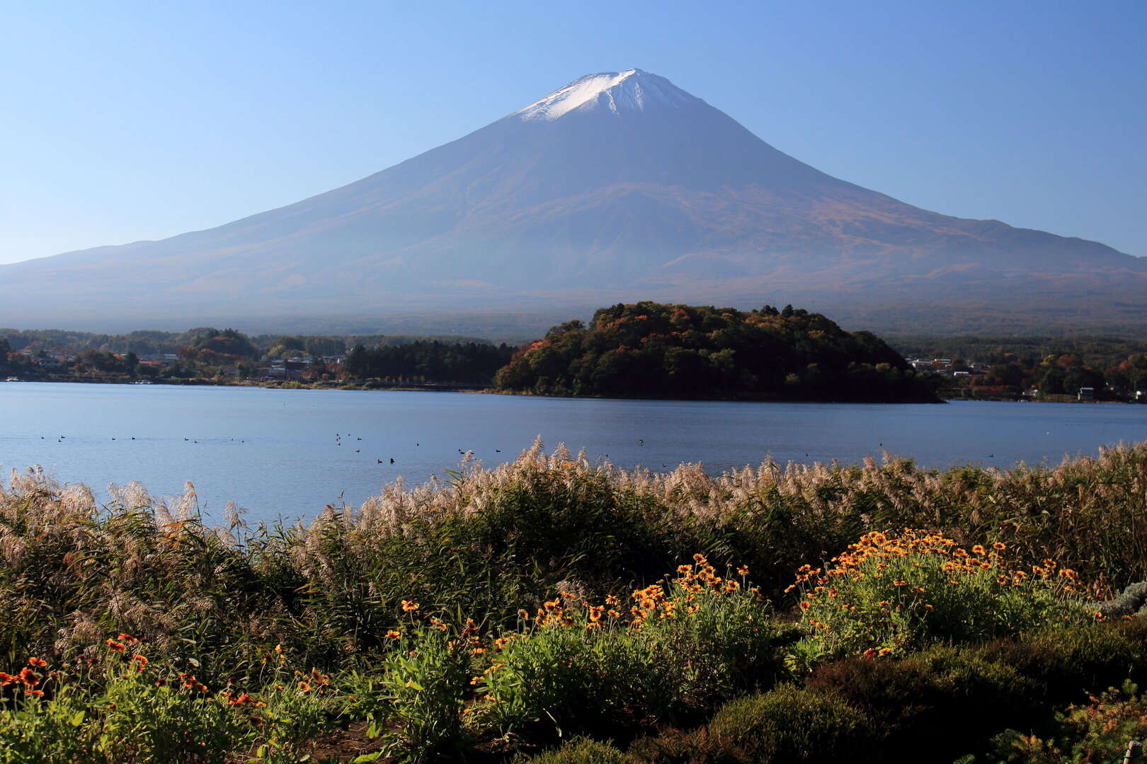 Oishi Park flower fields with Mount Fuji across Lake Kawaguchi